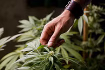 Nhật bắt 6 người Việt vì nghi ngờ trồng cần sa 