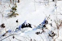 Tận mắt kỹ thuật giấu mình của lính Hàn Quốc