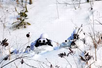 Tận mắt kỹ thuật giấu mình của lính Hàn Quốc