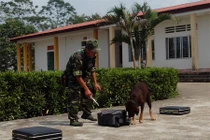 Chiêm ngưỡng “vũ khí sống” của bộ đội biên phòng