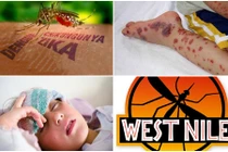 10 căn bệnh khủng khiếp do muỗi lây truyền