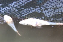 Đến lượt cá nuôi lồng ở Tĩnh Gia bị chết bất thường hàng loạt