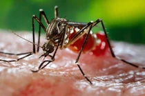 Bác thông tin 4 người ở Khánh Hòa nhiễm virus Zika