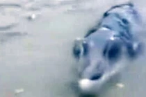 Bối rối bắt được sinh vật biển "ngoài hành tinh"