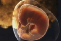 Hình ảnh chi tiết về phôi thai trong bụng mẹ