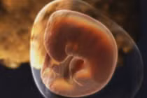 Hình ảnh chi tiết về phôi thai trong bụng mẹ