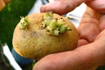 10 thực phẩm dễ gây sảy thai