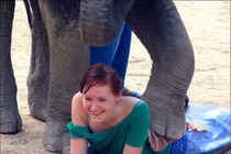 Choáng với dịch vụ massage bằng... voi