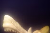 Xem chuối "biến hình"