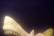 Xem chuối "biến hình"