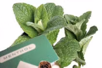 Thuốc lá bạc hà gây nghiện hơn bình thường