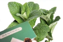 Thuốc lá bạc hà gây nghiện hơn bình thường