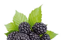 11 loại quả giàu canxi cho bà bầu