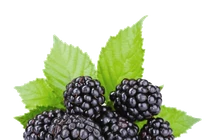 11 loại quả giàu canxi cho bà bầu