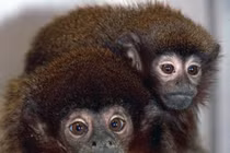 Phát hiện virus lây từ khỉ gây chết người