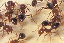 Cầu thủ nhí 12 tuổi bị kiến đốt chết