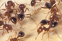 Cầu thủ nhí 12 tuổi bị kiến đốt chết