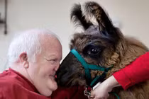 "Bác sĩ" lạc đà không bướu chữa bệnh "bi quan"