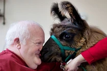 "Bác sĩ" lạc đà không bướu chữa bệnh "bi quan"