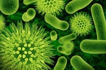 Bao cao su giúp vi khuẩn "tốt" trong âm đạo phát triển