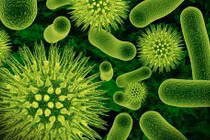 Bao cao su giúp vi khuẩn "tốt" trong âm đạo phát triển