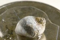 Ốc làm tổ trong đầu gối, nhện ký sinh trong tai