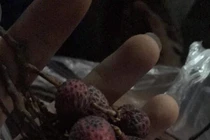 Cười bò thành quả mua vải ngon của mạng của trai trẻ