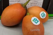 Loại cà chua có giá đắt nhất Việt Nam đặc biệt thế nào?