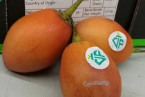 Loại cà chua có giá đắt nhất Việt Nam đặc biệt thế nào?