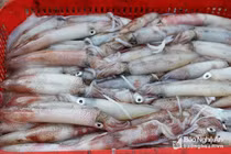 “Sốt xình xịch” mực nháy, khách xông ra tận cảng “hốt“