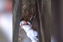 Dựng tóc gáy khi nghe tiếng khóc trong nghĩa địa, đến nơi thì...