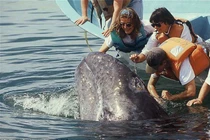 Video: Cá voi khổng lồ bơi sát thuyền, du khách thoải mái vuốt ve