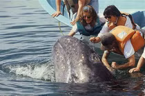 Video: Cá voi khổng lồ bơi sát thuyền, du khách thoải mái vuốt ve