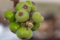 Video: Bài thuốc tuyệt diệu từ nhựa quả sung bạn cần biết