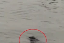 Đang đi dạo, rùng mình phát hiện thi thể lập lờ trên hồ Tây