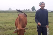 Thanh Hóa nói gì vụ trâu bò ăn cỏ...phải đóng phí? 