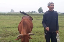 Thanh Hóa nói gì vụ trâu bò ăn cỏ...phải đóng phí? 