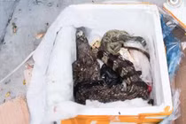 Đặt mua thực phẩm chức năng, không ngờ nhận được... cá sấu chết