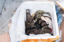 Đặt mua thực phẩm chức năng, không ngờ nhận được... cá sấu chết