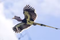 Bi kịch tới từ cái độc của chim hồng hoàng mũ cát