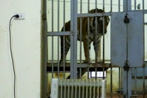 Ảnh: Nhân viên vườn thú căng mình ủ ấm cho voi, hổ, báo