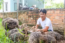 Nuôi chim to xác, hiền như thỏ, nhát như cáy, bán 5,5 triệu/cặp