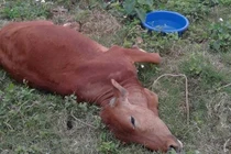 Điều tra 9 con bò đột ngột tử vong của 2 hộ gia đình