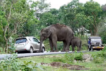 Video: Voi dữ lao vào trại tị nạn Bangladesh và hậu quả khủng khiếp