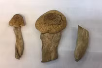 Bộ Công an điều tra nấm ma túy mới xuất hiện tại Việt Nam