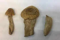 Bộ Công an điều tra nấm ma túy mới xuất hiện tại Việt Nam