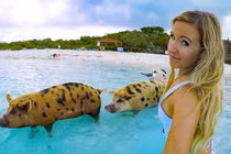 Đàn lợn nổi tiếng tấn công dàn mỹ nhân xinh đẹp