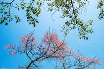 Ngô Đồng - loài hoa trong cung vua đang nở rộ