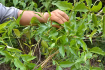 Vợ bỏ lá ngón vào canh đầu độc chồng