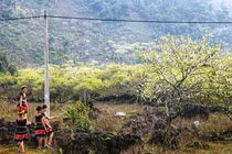 Thủ phủ đào mận Tây Bắc khoe sắc đón Tết